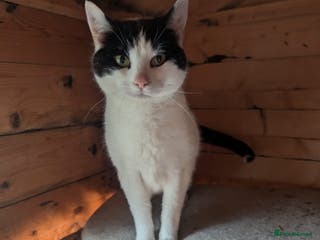 British Shorthair cats Middle aged lady seeks loving home - Advert 15