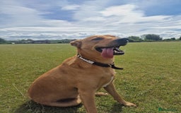Mixed Breed dogs for adoption: Jimmy is looking for an amazing home - Image 28