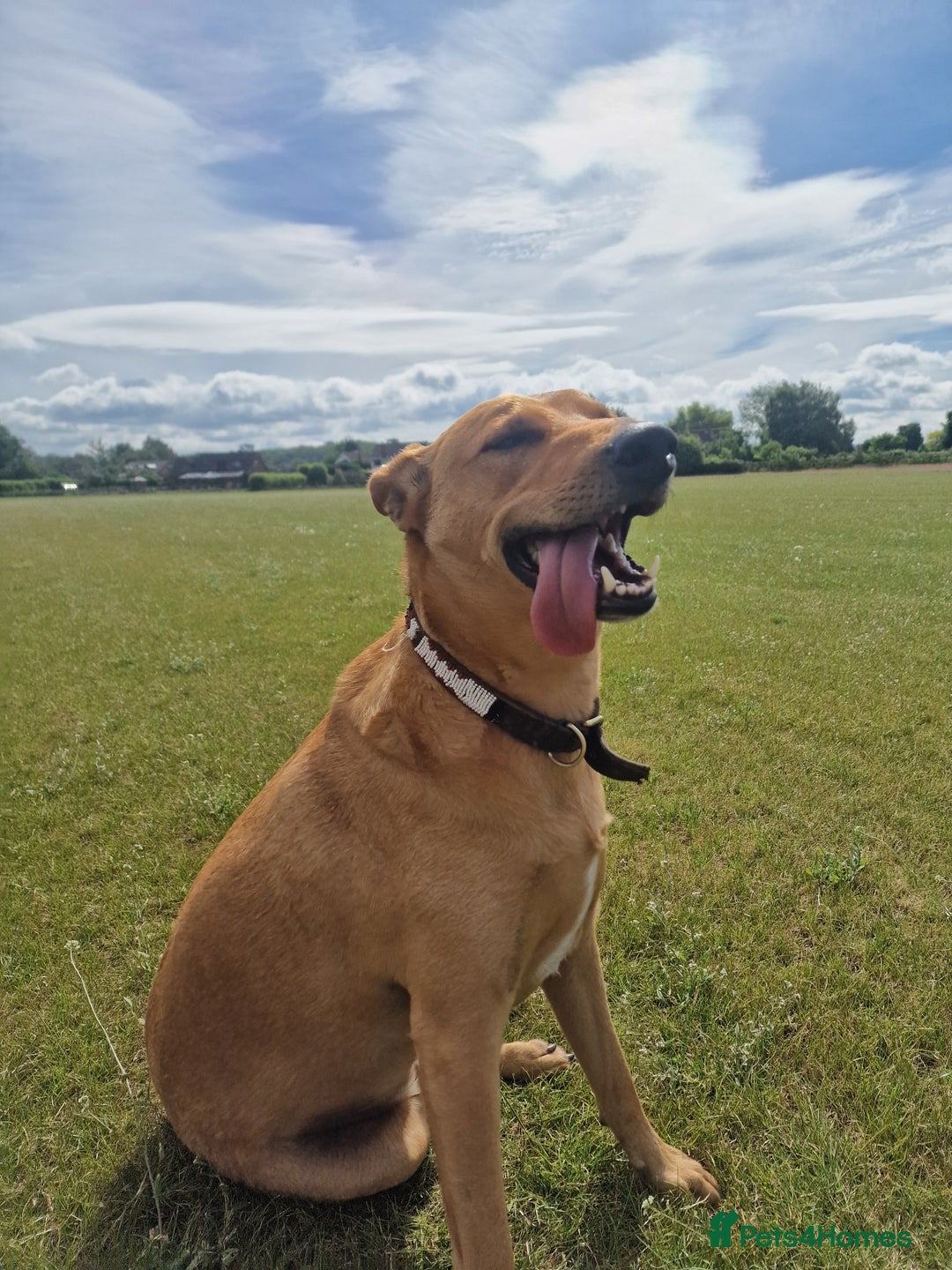 Mixed Breed dogs for adoption: Jimmy is looking for an amazing home - Image 28