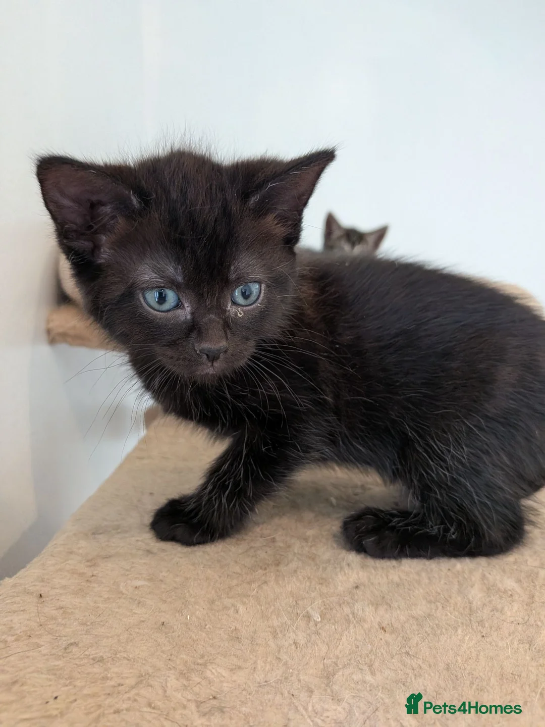 Mixed Breed cats for sale: 6 Gorgeous Tabby Mixes  - Advert 6