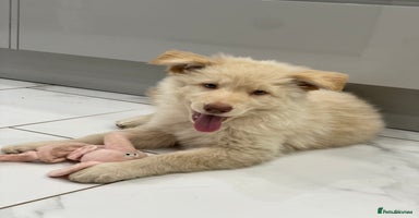 German Shepherd dogs - Advert 13