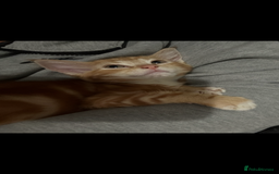 Ragdoll cats for sale: male kitten ragdoll cross bengal x  - Advert 1