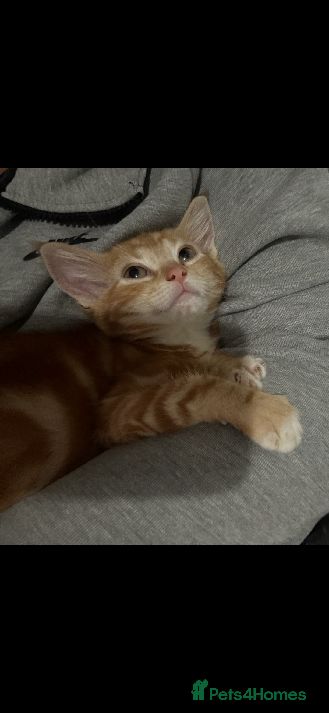 Ragdoll cats for sale: male kitten ragdoll cross bengal x  - Advert 1