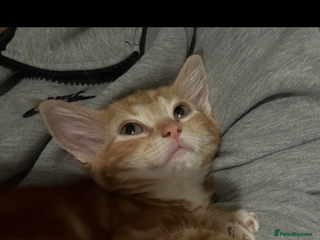 Ragdoll cats male kitten ragdoll cross bengal x - Advert 2