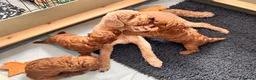 Cavapoochon dogs for sale: 3 Cavapoochon boys in Carmarthen - Advert 8