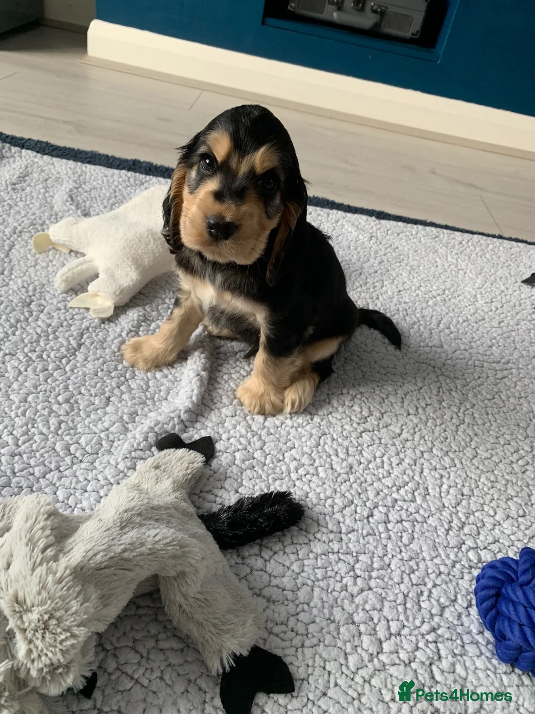 Cocker Spaniel dogs for sale: Puppies due September Show type KC reg vaccinated - Advert 6
