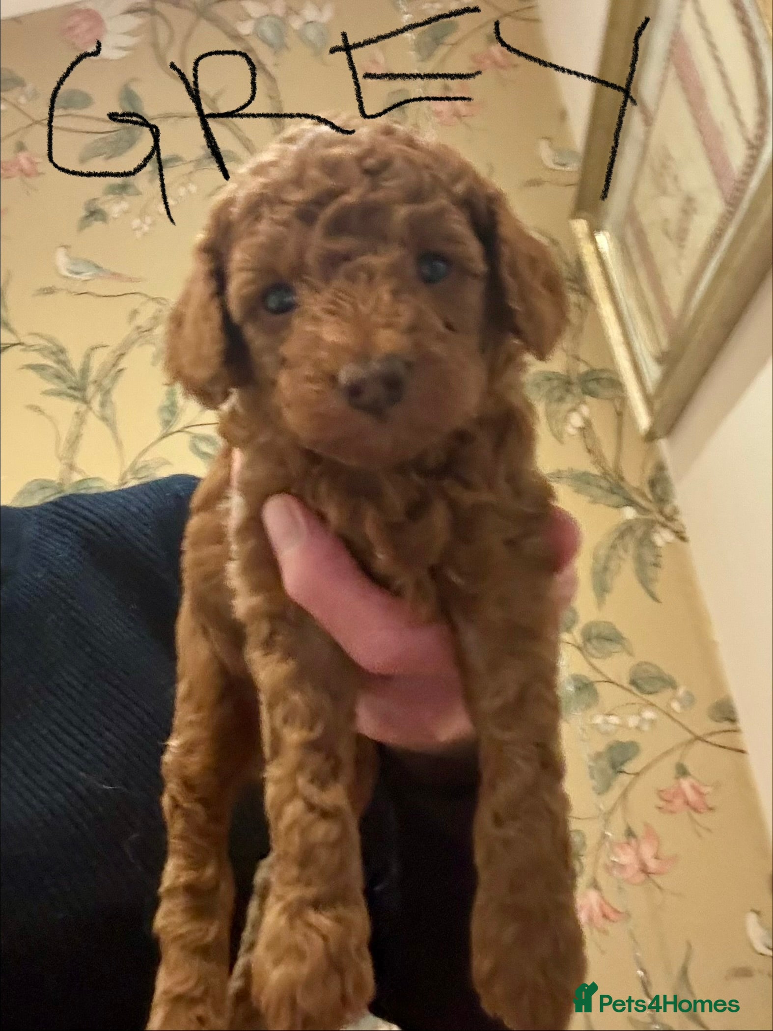 Toy Poodle dogs Toy Poodle boys  - Advert 11