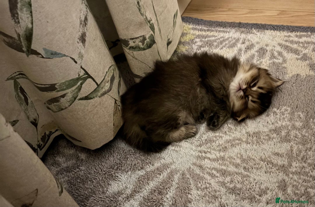 British Shorthair cats for sale: British Shorthair boys  - Advert 15