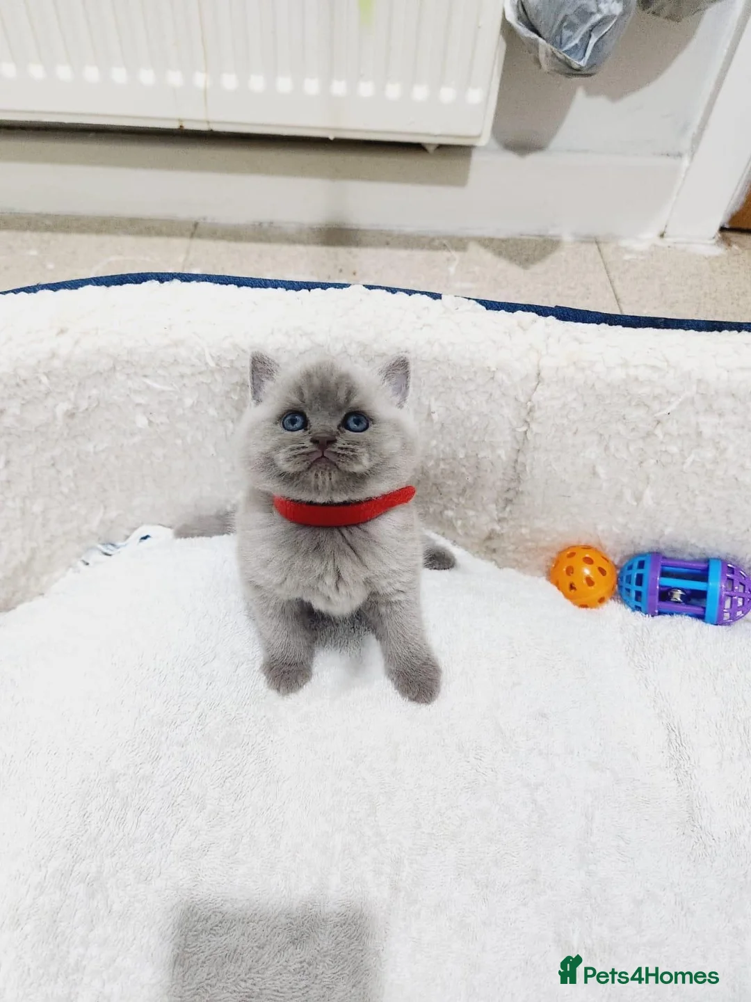 British Shorthair cats for sale: British short-hair kittens  - Advert 1