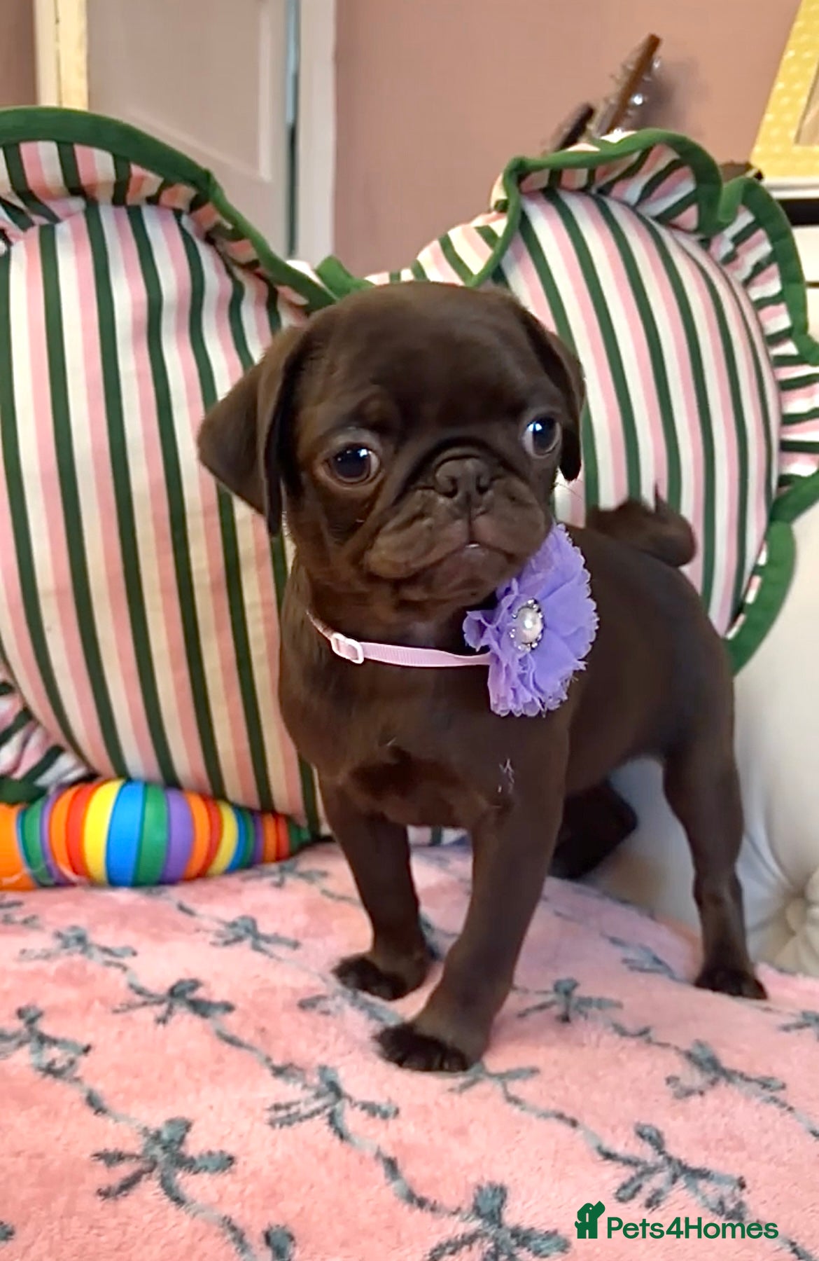 Pug dogs Stunning PUG puppies Boys & girls available  - Advert 19