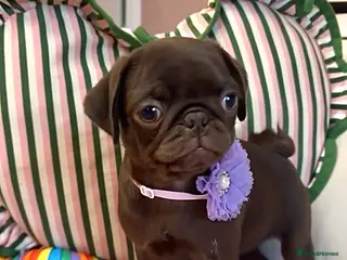 Pug dogs Stunning PUG puppies Boys & girls available - Advert 19