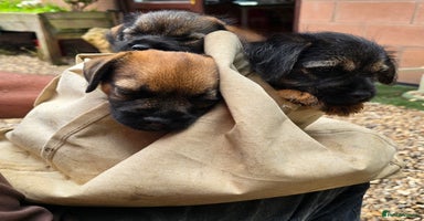 Border Terrier dogs - Advert 6
