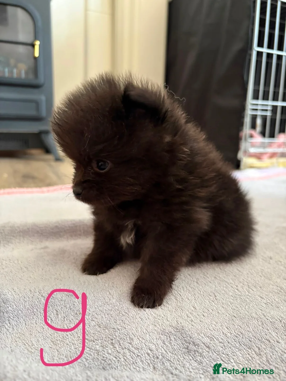 Pomeranian dogs for sale: *ready now* Pomeranian puppies available  - Advert 17