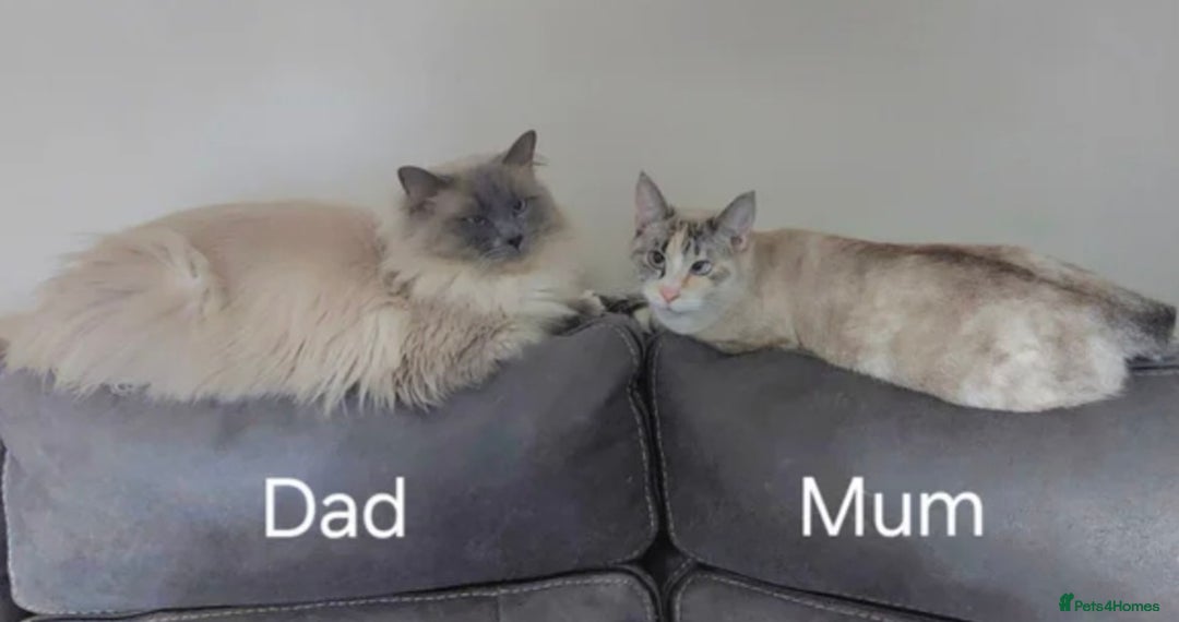 Ragdoll cats for sale: 6x Three quarter ragdolls - Advert 9