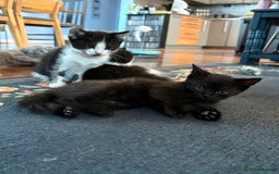 British Shorthair cats for sale: Forever home required  - Image 2