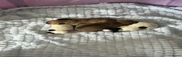 Jack Chi dogs for sale: Beautiful Jack x chi puppies - Advert 9