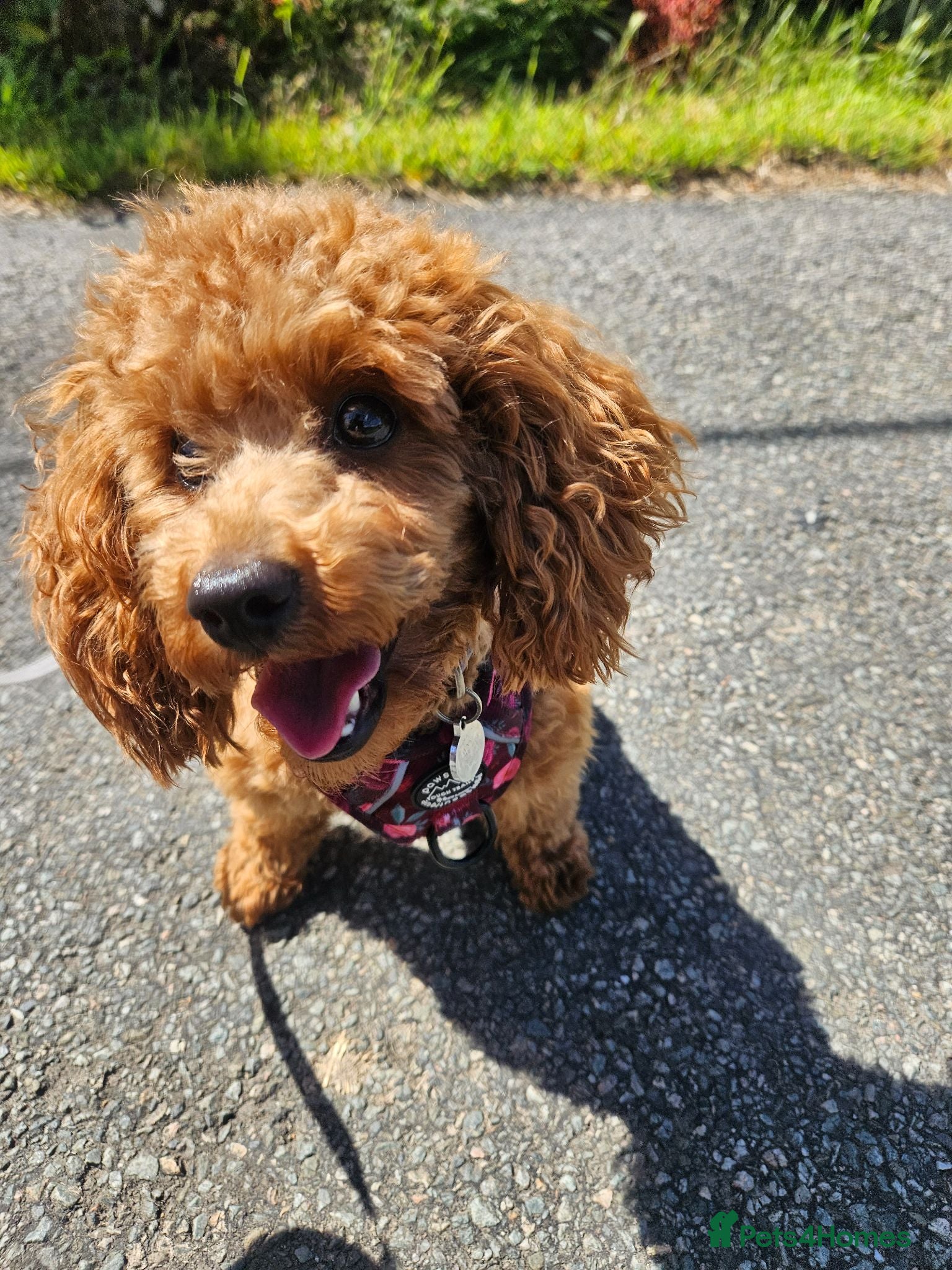 Toy Poodle dogs Merge Toy Poodle 10 months old - Advert 14