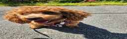 Toy Poodle dogs for sale: Merge Toy Poodle 10 months old - Advert 1
