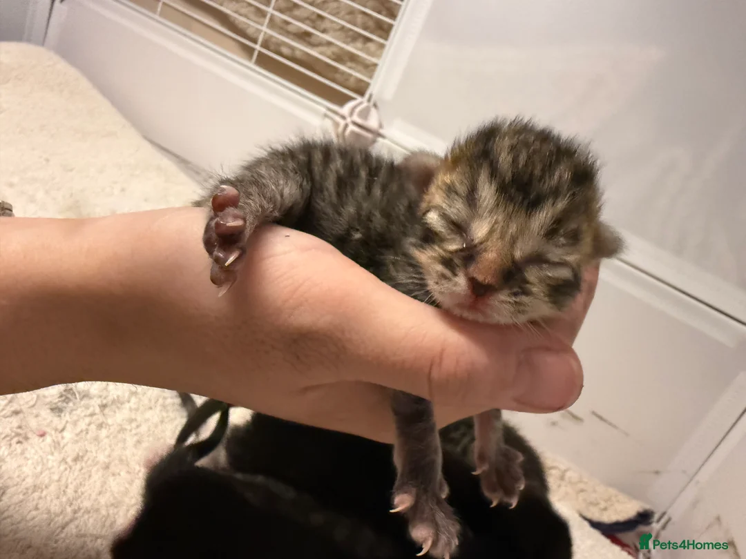 Mixed Breed cats for sale: British shorthaired cross kitten - Advert 2