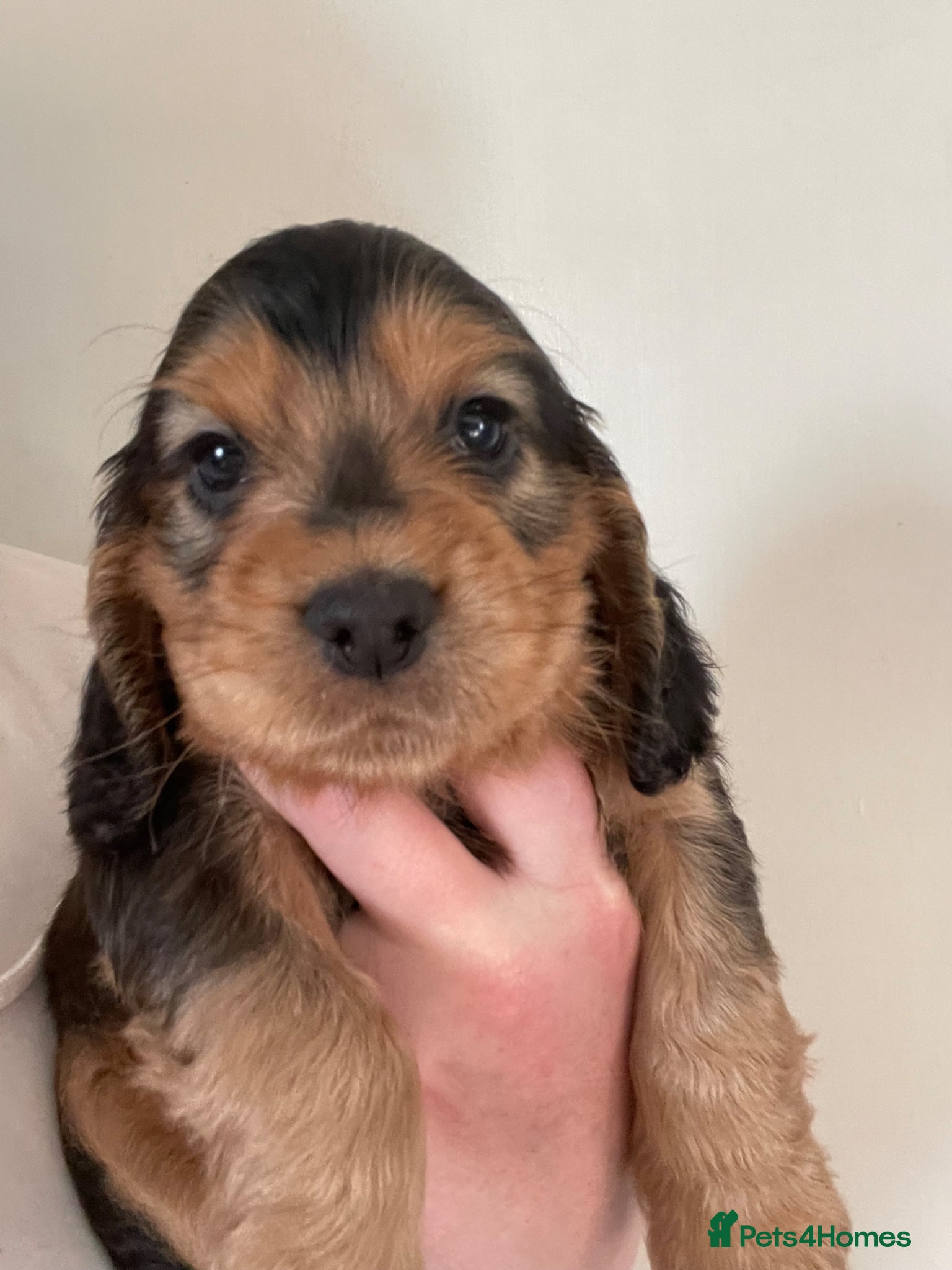 Cocker Spaniel dogs Stunning Show Cocker spaniels  - Advert 8