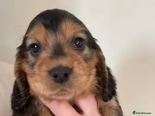 Cocker Spaniel dogs Stunning Show Cocker spaniels - Advert 8