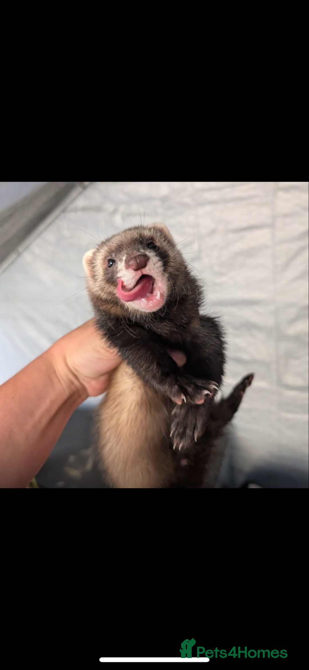 Ferret rodents for sale: 2 female ferrets for sale  - Advert 6