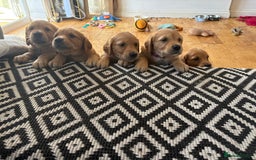 Golden Retriever dogs for sale: 🐾 Ready Soon!! KC Golden Retriever Male Puppies - Image 5