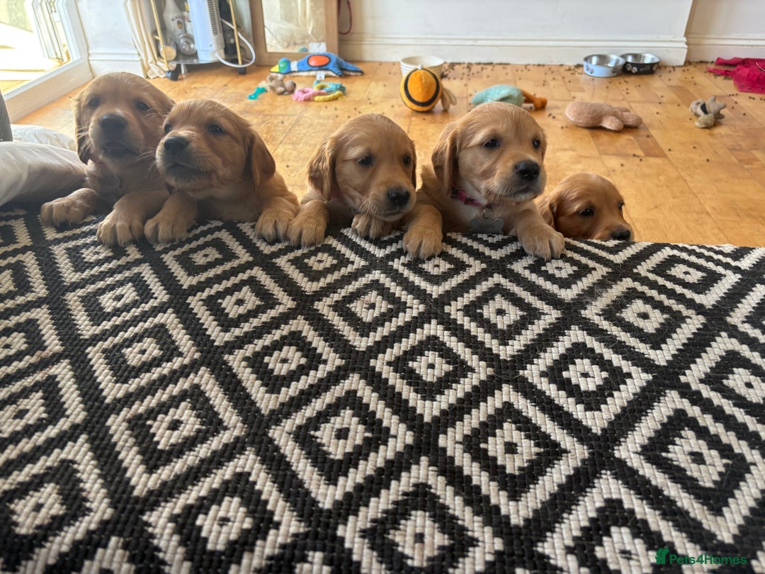 Golden Retriever dogs for sale: 🐾 Ready Soon!! KC Golden Retriever Male Puppies - Image 5
