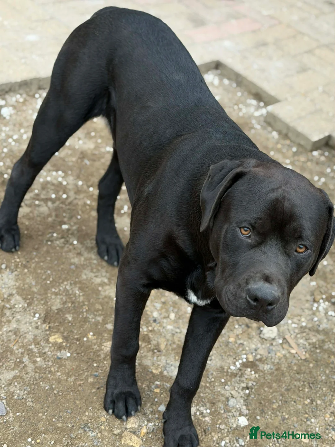 Mixed Breed dogs for sale: 3 male boxweilers 7 month old - Advert 2