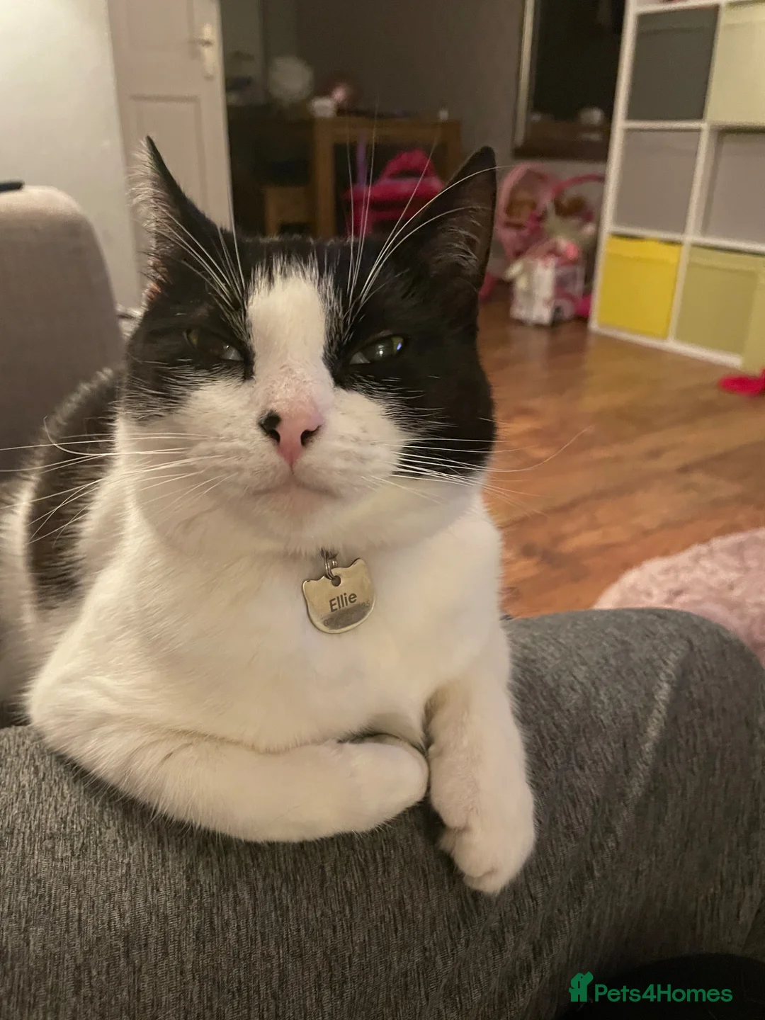 Domestic Shorthair cats for sale: Ellie - 9 years old. Looking to rehome - Advert 2