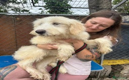 Mixed Breed dogs for adoption: Poppy - Norwich Norfolk  - Image 18