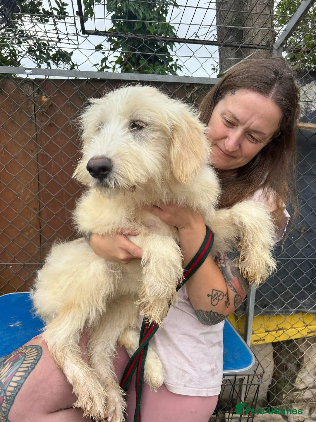Mixed Breed dogs for adoption: Poppy - Norwich Norfolk  - Image 18