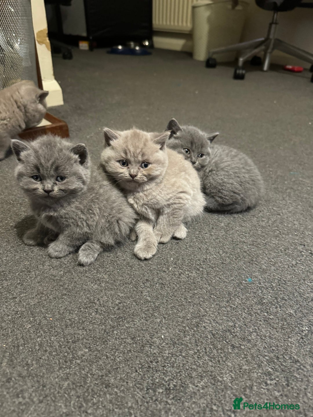 British Shorthair cats for sale: British shorthair lilac and blue - Advert 15