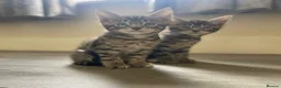 Mixed Breed cats for sale: Beautiful Bengal x Maine coone kittens  - Advert 11