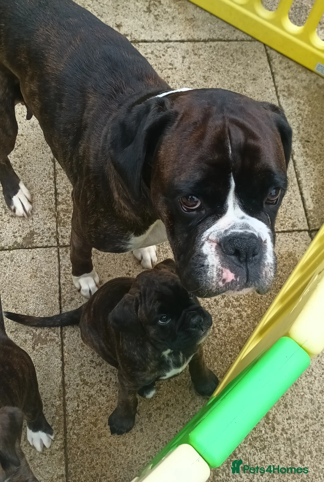Boxer dogs for sale: Beautiful Boxer girl - Advert 3