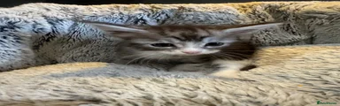 Maine Coon 2