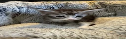 Maine Coon cats for sale: Full maine coon kittens ready now - Advert 7