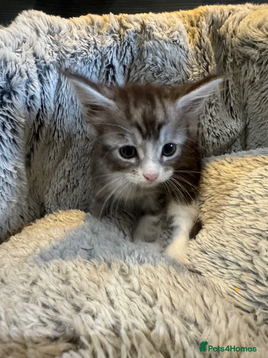 Maine Coon cats for sale: Full maine coon kittens ready now - Advert 7