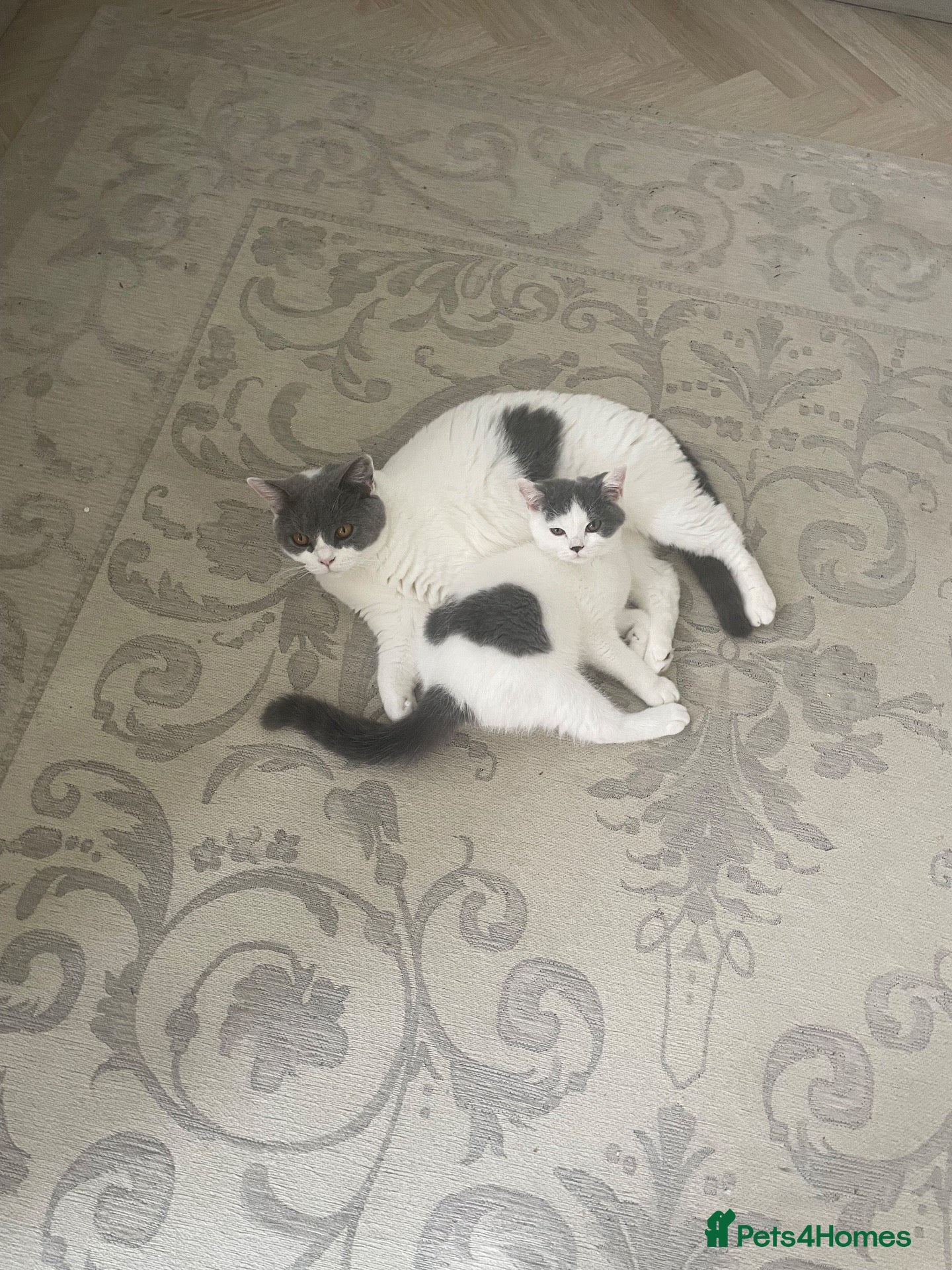 British Shorthair cats for sale: Teddy&Snowy-Looking for Forever Home Together  - Advert 2