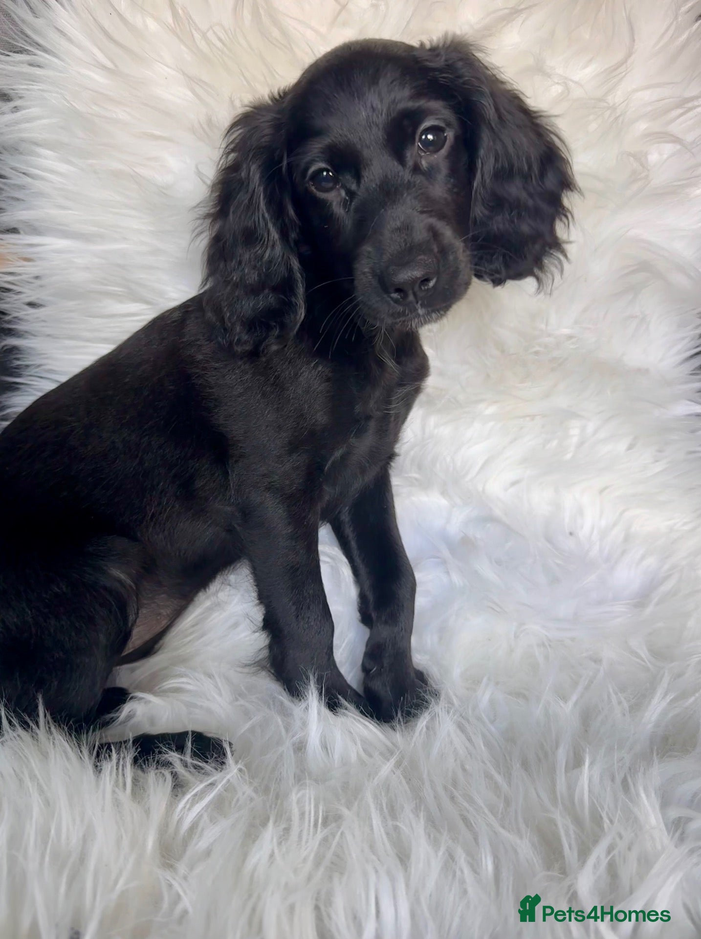 Cockapoo dogs 3 REMAINING FULLY VACCINATED/HEALTH CHECKED  - Advert 1