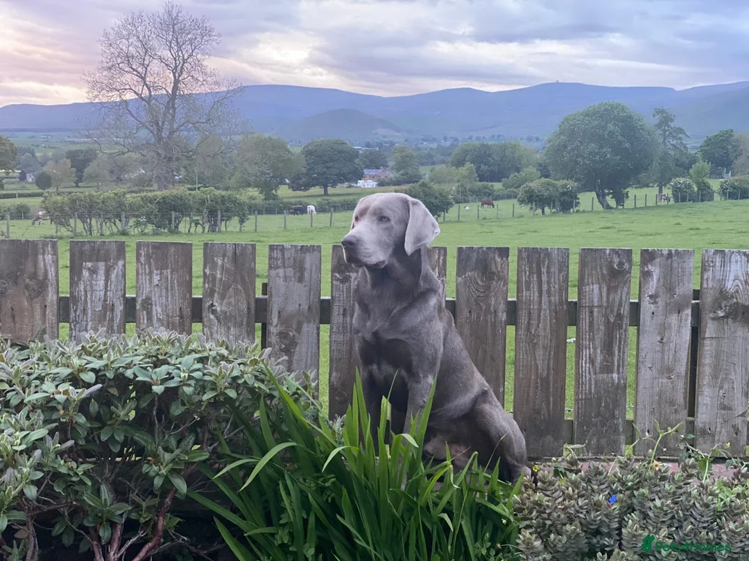 Labrador Retriever dogs for stud: Perfect Well Proven Health Tested Silver Stud in Appleby-in-Westmorland - Advert 10
