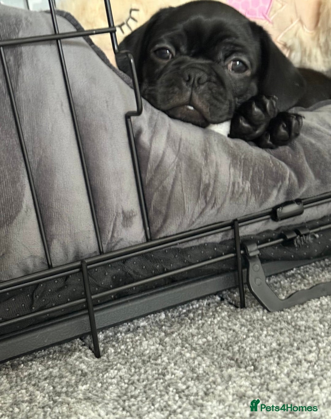 Frug dogs for sale: Frug puppies  - Advert 2