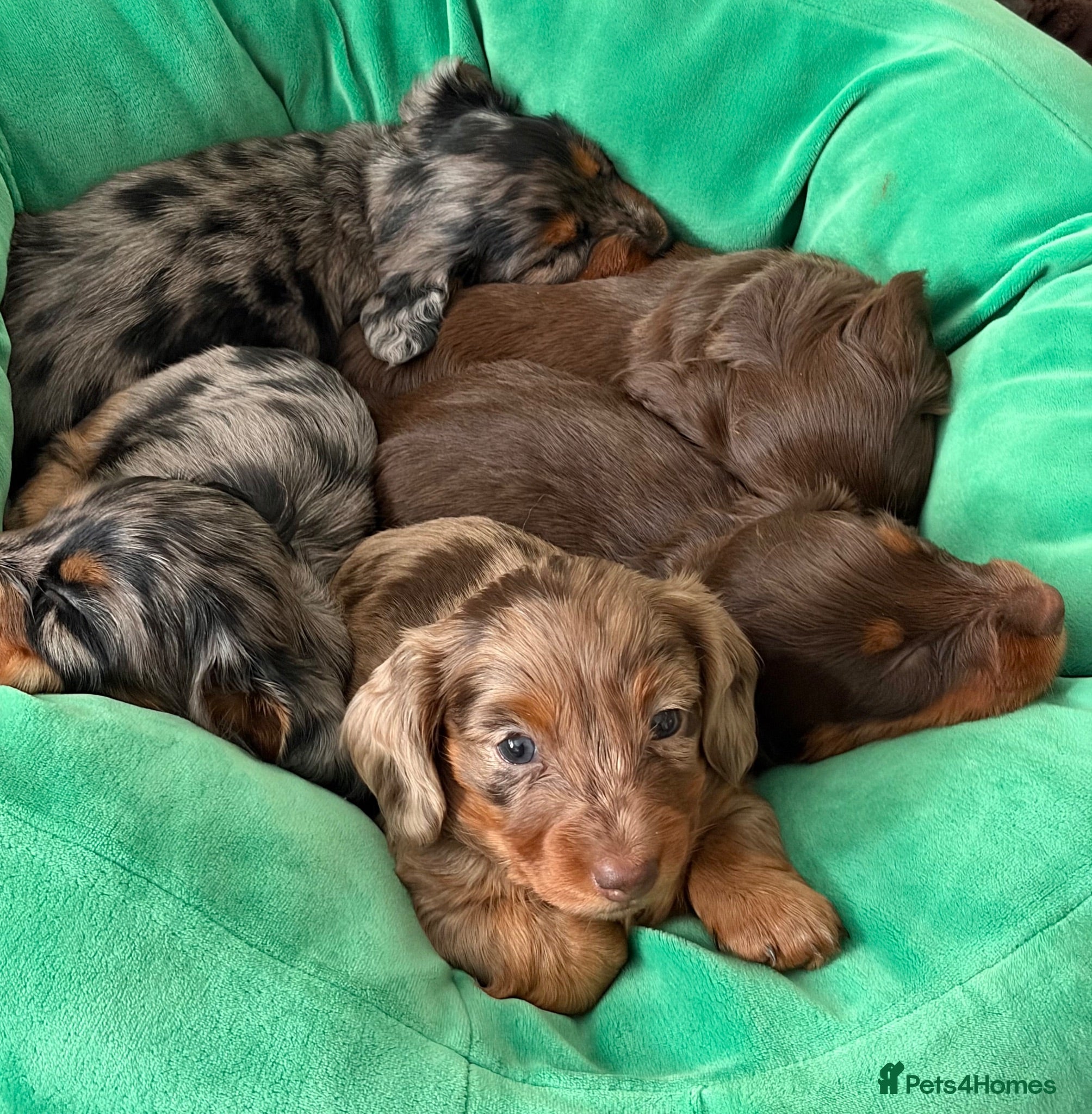 Miniature Dachshund dogs ⭐ KC Registered Long-Haired Mini Dachshunds ⭐ - Advert 6