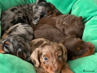 Miniature Dachshund dogs ⭐ KC Registered Long-Haired Mini Dachshunds ⭐ - Advert 6