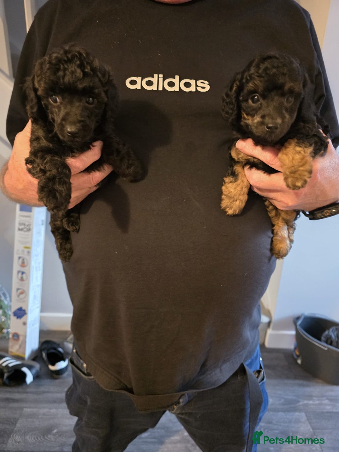 Miniature Poodle dogs for sale: 4 Amazing miniature poodles  - Advert 3