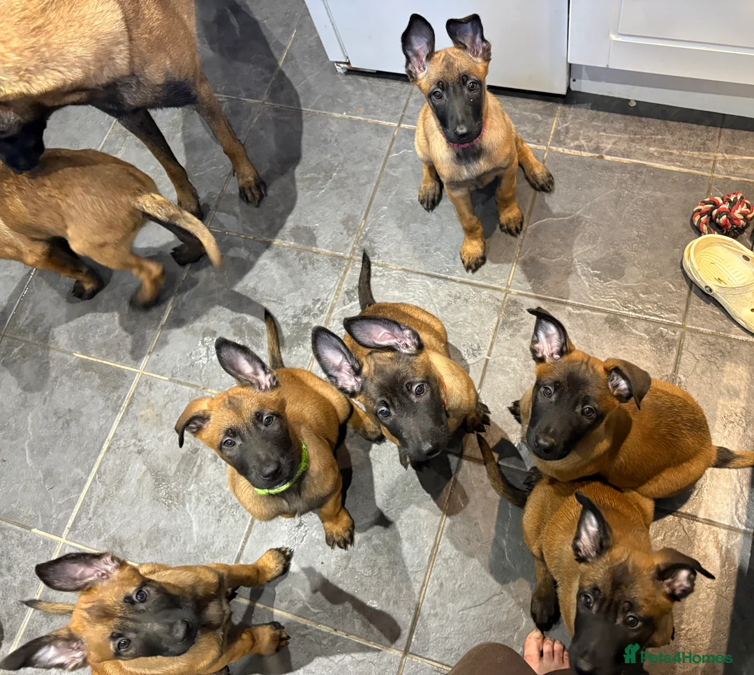Belgian Shepherd Dog dogs for sale: Belgian Malinois Puppies - Ready to leave! - Advert 4