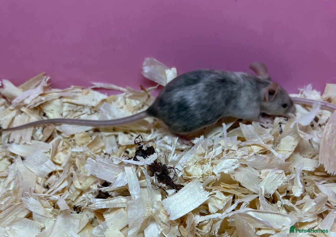 Mouse rodents for sale: Female baby mice ready now  - Image 25