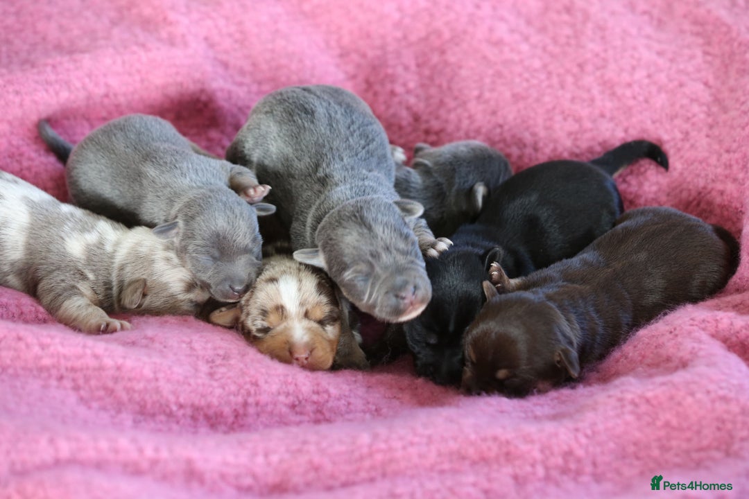 Jack Russell dogs for sale: Outstanding colourful Jack Russel puppies  - Image 3