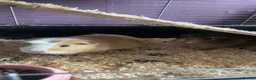 Guinea Pig rodents for sale: 2 male guniepig in Houghton le Spring - Advert 2