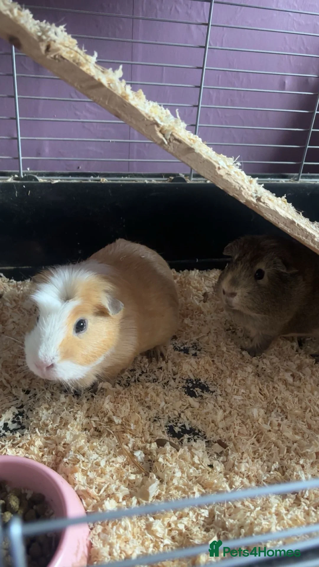 Guinea Pig rodents for sale: 2 male guniepig in Houghton le Spring - Advert 2